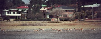 Springbok herd